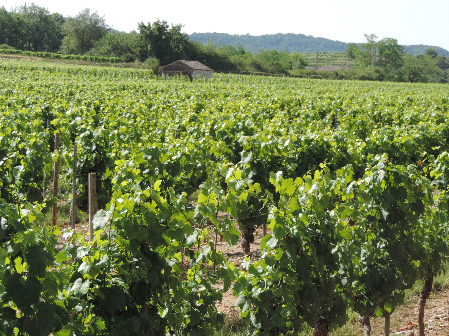 Vignes à Balazuc